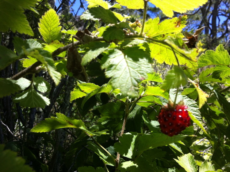 Слика од Rubus hawaiensis A. Gray