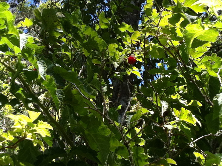 Слика од Rubus hawaiensis A. Gray