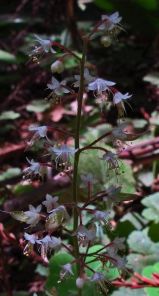 Image of crevice alumroot