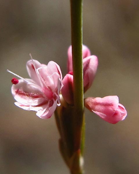 Image of goldencarpet buckwheat