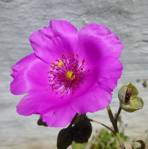 Слика од Calandrinia spectabilis Otto & A. Dietr.