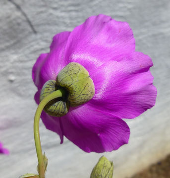 Image of Calandrinia spectabilis Otto & A. Dietr.