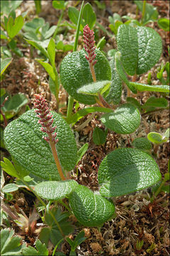 Image of netleaf willow