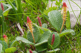 Image of netleaf willow