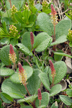 Image of netleaf willow