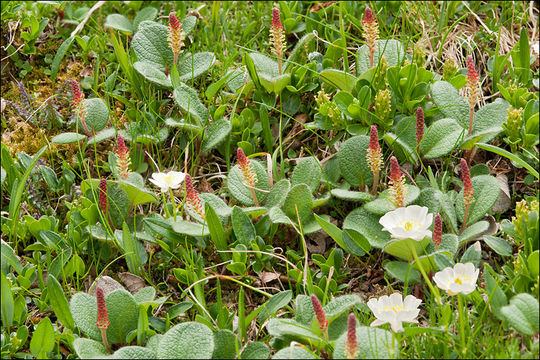 Image of netleaf willow