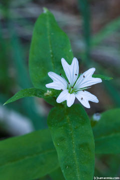 صورة Pseudostellaria jamesiana (Torrey) W. A. Weber & R. Hartman