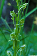 Image of Canyon Bog Orchid