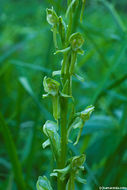 Image of Canyon Bog Orchid