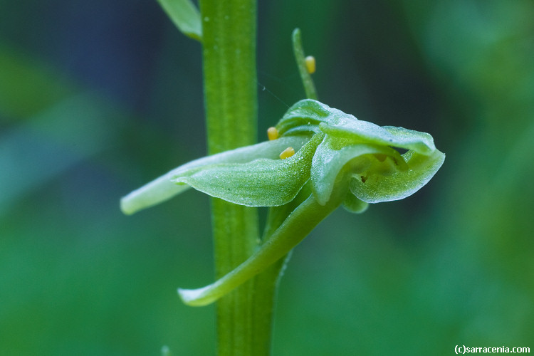 Image of Canyon Bog Orchid