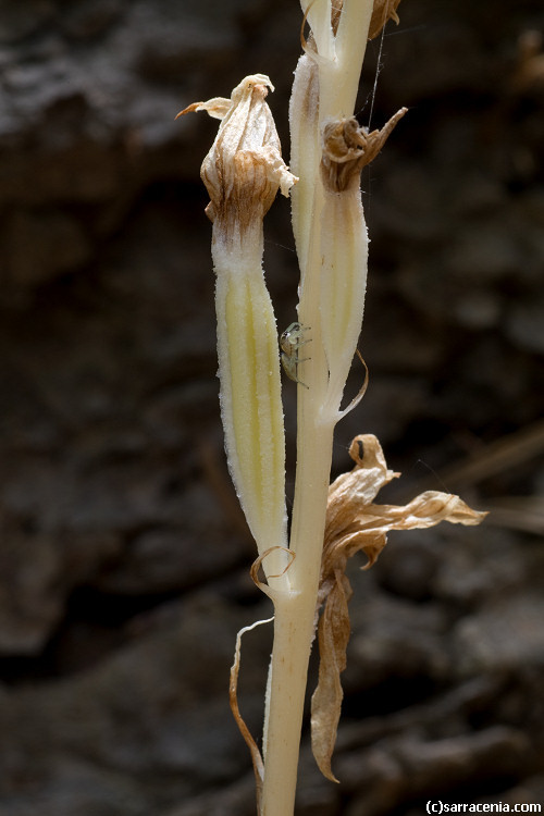 Image of phantom orchid