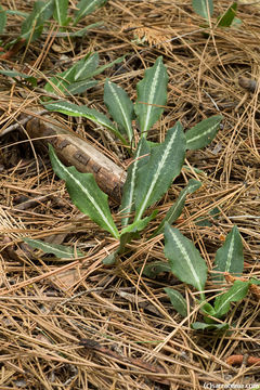 Image of Giant Rattlesnake-plantain