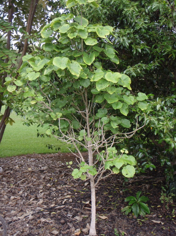 Image of Hau kuahiwi