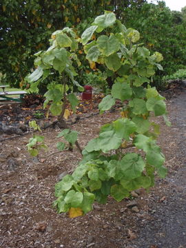 Imagem de Hibiscadelphus hualalaiensis Rock