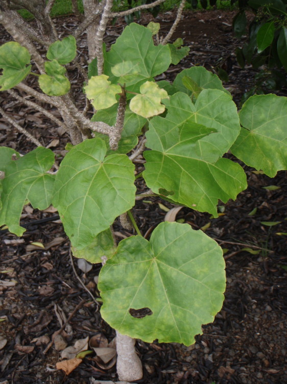 Image of Hau kuahiwi