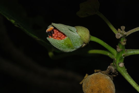 Imagem de Hibiscadelphus hualalaiensis Rock