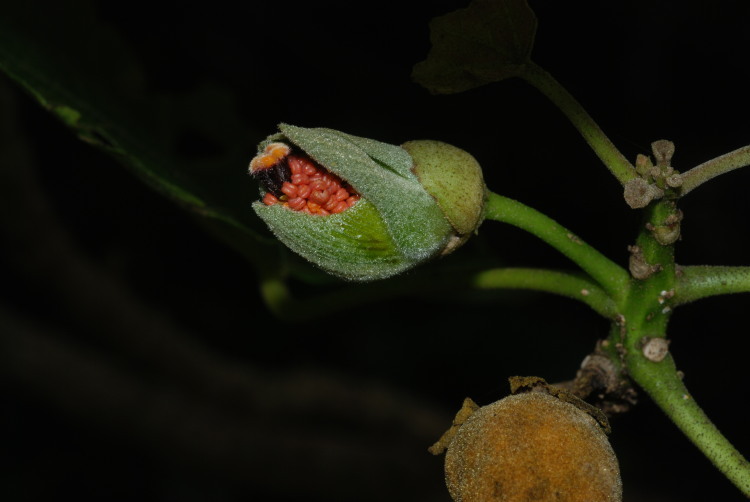 Image of Hau kuahiwi