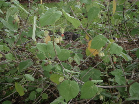 Image of Hidden-petaled Abutilon