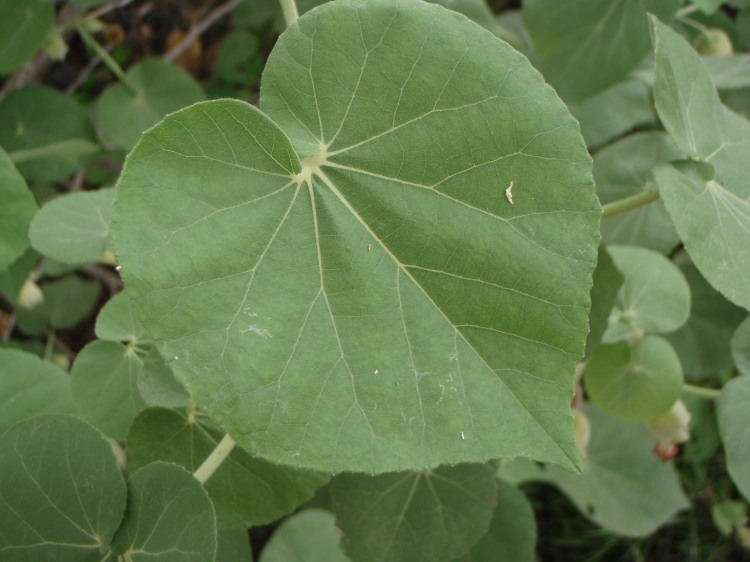 Image of Hidden-petaled Abutilon