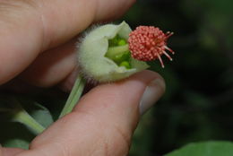 Image of Hidden-petaled Abutilon