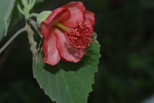 Imagem de Abutilon menziesii Seem.