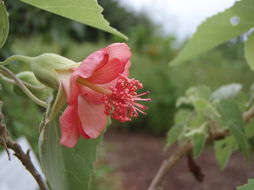 Imagem de Abutilon menziesii Seem.