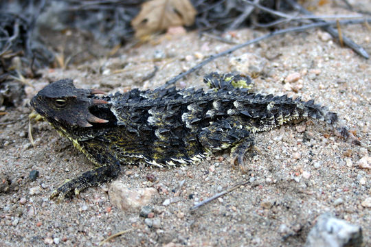 Image of San Diego Horned Lizard