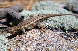 Image of Common Sagebrush Lizard