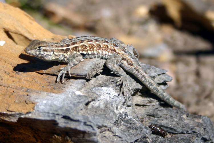 Image of common side-blotched lizard