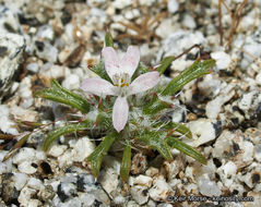 Image of Schott's calico