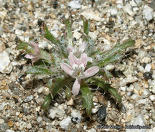 Image of Schott's calico