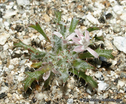 Image of Schott's calico