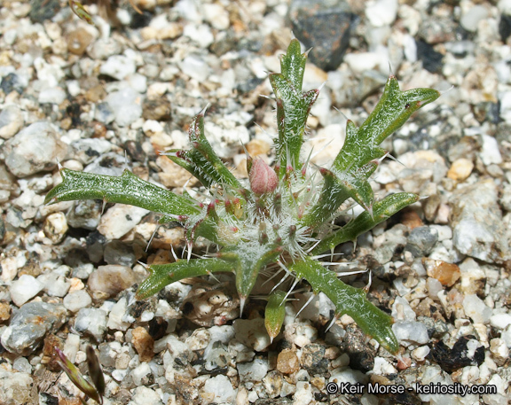 Image of Schott's calico