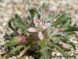 Image of Schott's calico