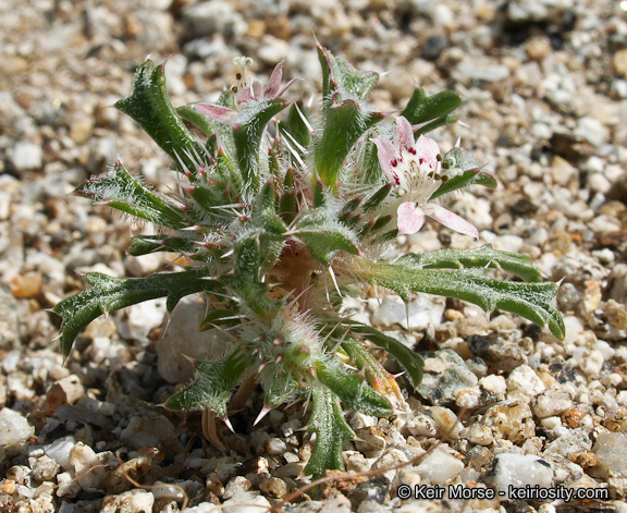 Image of Schott's calico