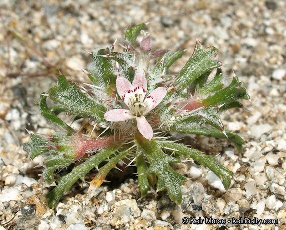 Image of Schott's calico