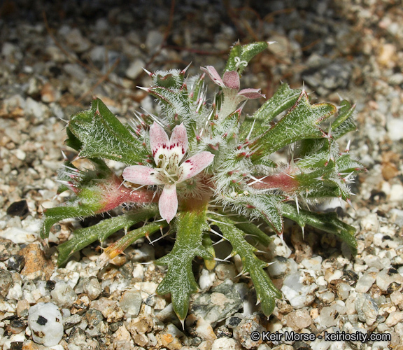 Image of Schott's calico