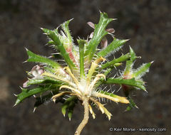 Image of Schott's calico