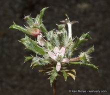 Image of Schott's calico