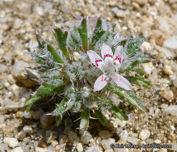 Image of Schott's calico