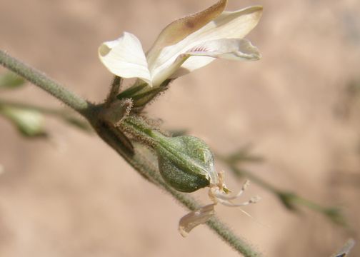 Image of Carlowrightia neesiana (Schauer ex Nees) T. F. Daniel