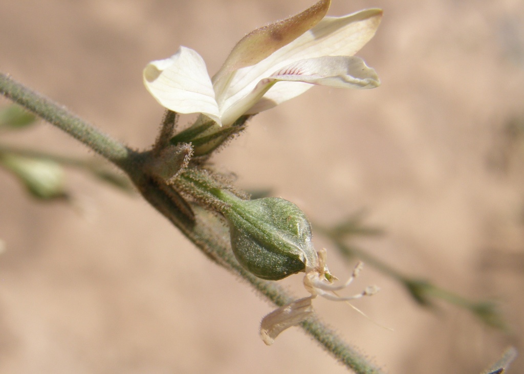 صورة Carlowrightia neesiana (Schauer ex Nees) T. F. Daniel