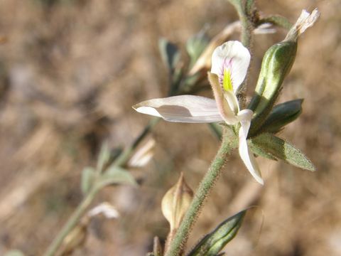 Image of Carlowrightia neesiana (Schauer ex Nees) T. F. Daniel