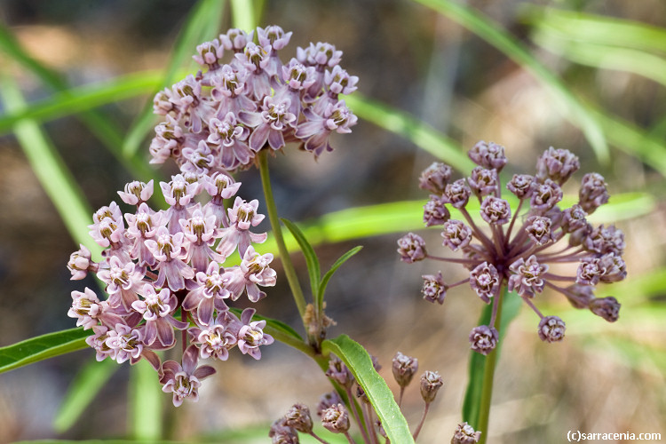 Image de Asclepias fascicularis Decne.