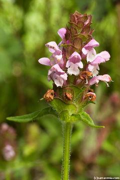 Image of lance selfheal