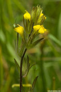 Image of cutleaf Indian paintbrush