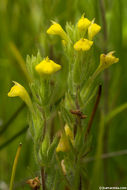 Image of cutleaf Indian paintbrush