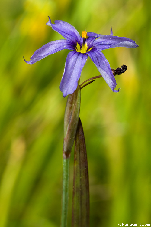 صورة Sisyrinchium idahoense var. occidentale (E. P. Bicknell) Douglass M. Hend.