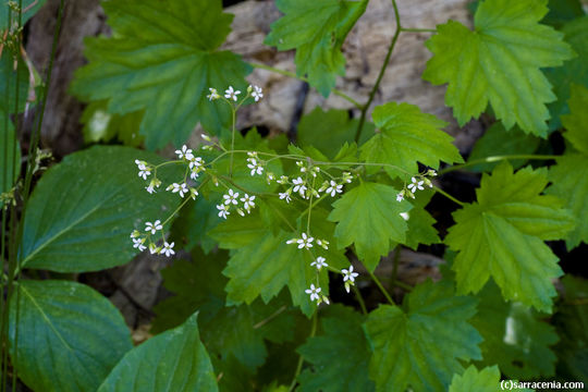 Sivun Boykinia occidentalis Torr. & Gray kuva