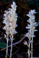 Image of phantom orchid